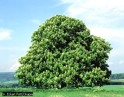 image van kastanje boom
